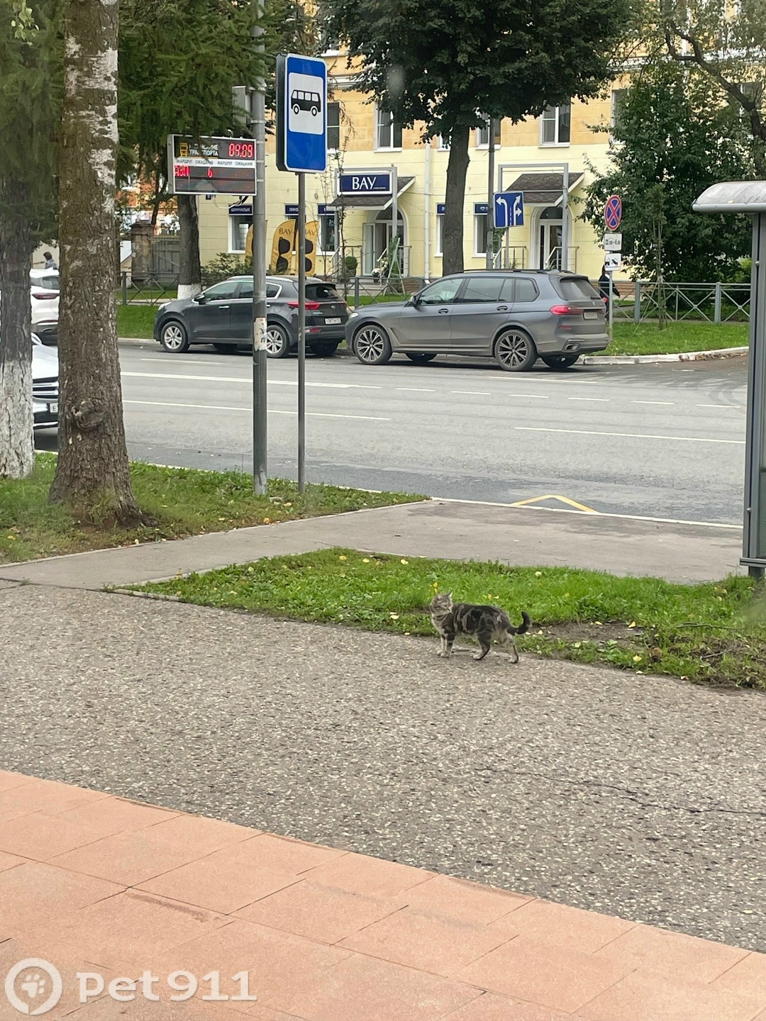 Найдена кошка в Йошкар-Оле — фото объявления