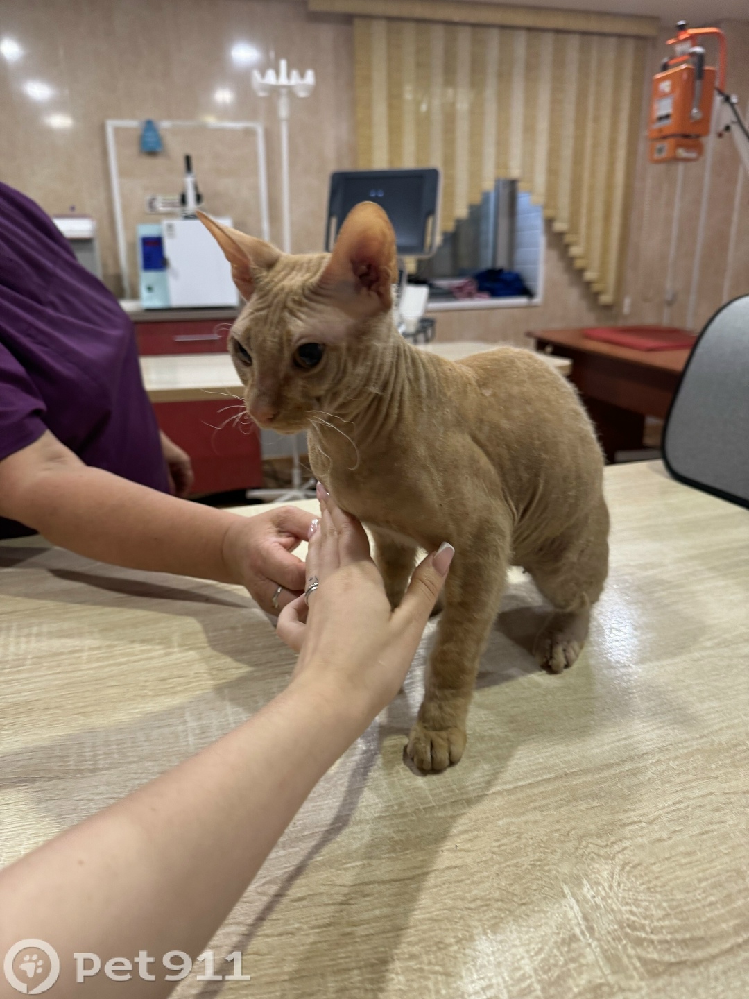 Найдена кошка в Йошкар-Оле — фото объявления