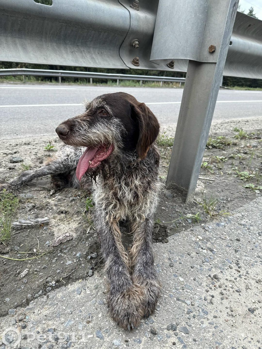 Найдена собака в Йошкар-Оле — фото объявления