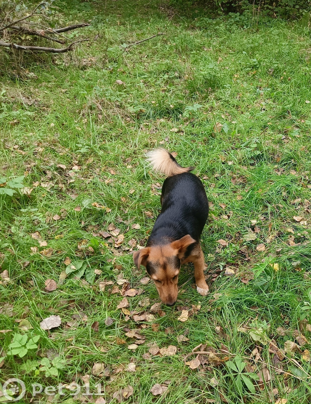 Пропала собака в Йошкар-Оле — фото объявления