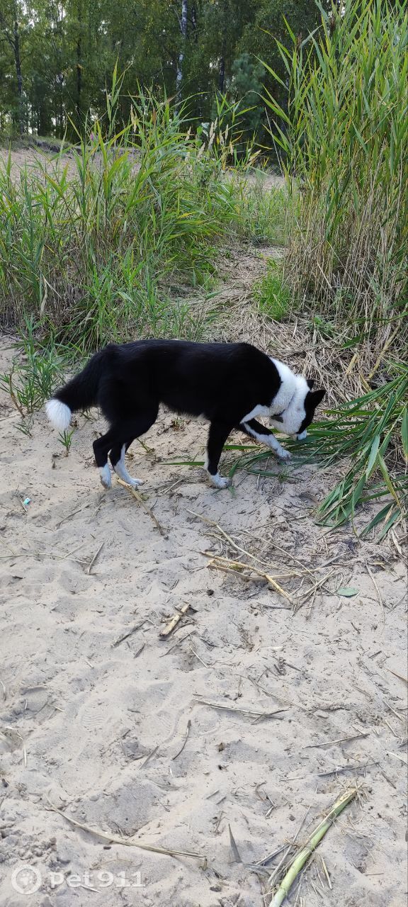 Найдена собака в Йошкар-Оле — фото объявления