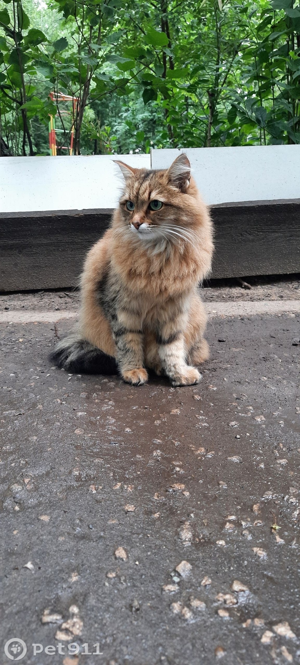 Пропала кошка в Йошкар-Оле — фото объявления