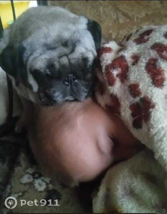 Пропала собака в Йошкар-Оле — фото объявления