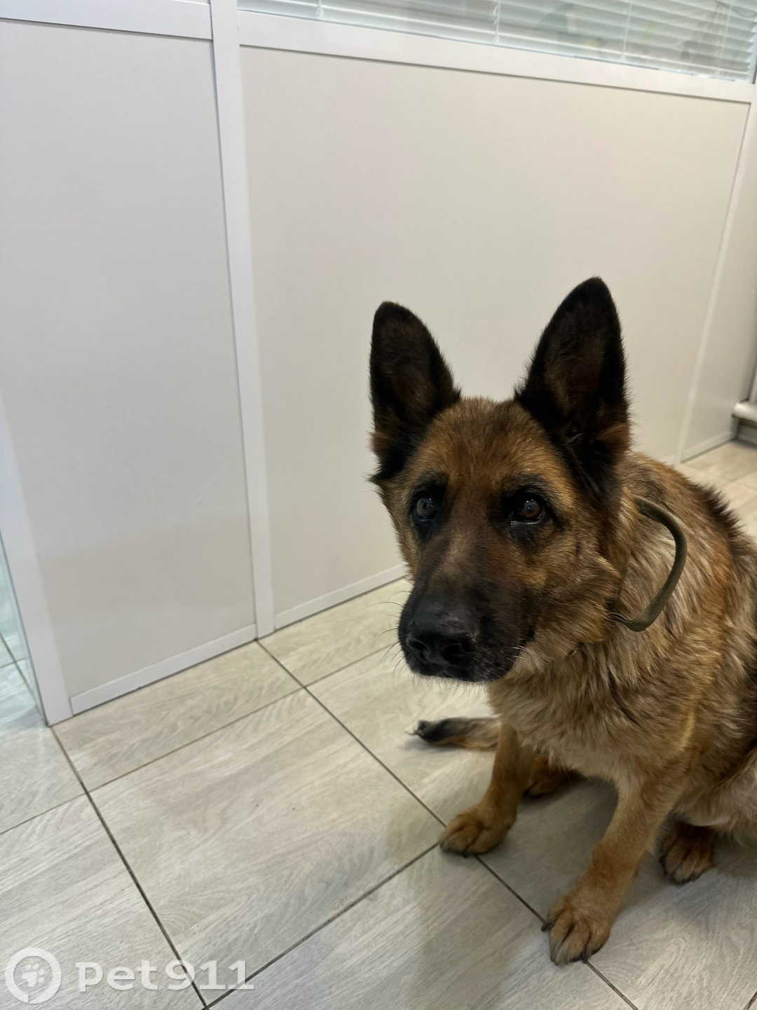 Пропала собака в Йошкар-Оле — фото объявления