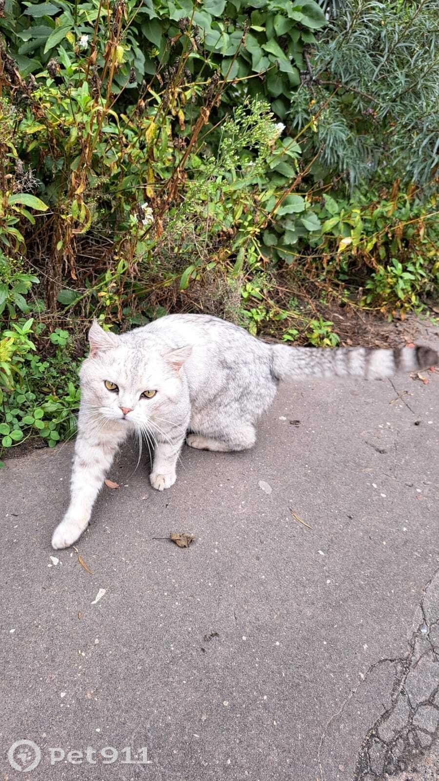 Найдена кошка в Йошкар-Оле — фото объявления