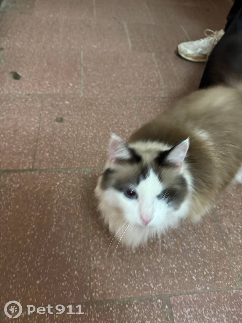 Найдена кошка в Йошкар-Оле — фото объявления