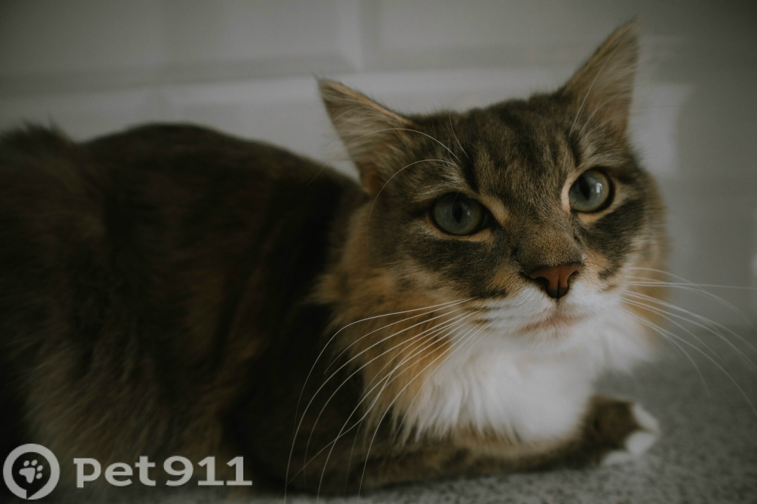 Пропала кошка в Йошкар-Оле — фото объявления