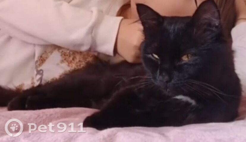 Пропала кошка в Йошкар-Оле — фото объявления