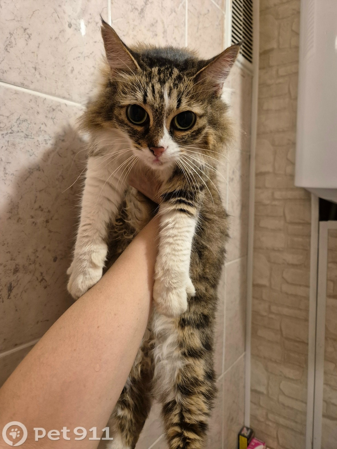 Найдена кошка в Йошкар-Оле — фото объявления