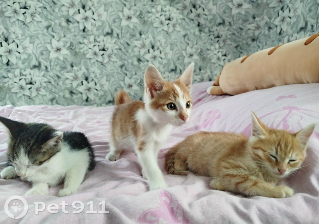 Найдена кошка в Йошкар-Оле — фото объявления