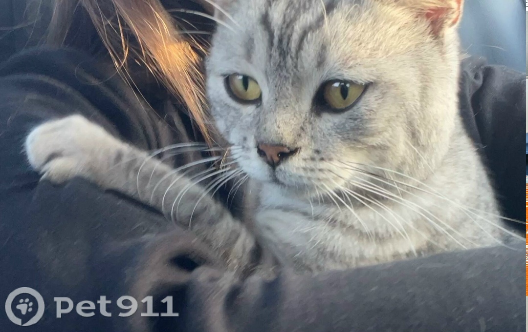 Пропала кошка в Йошкар-Оле — фото объявления