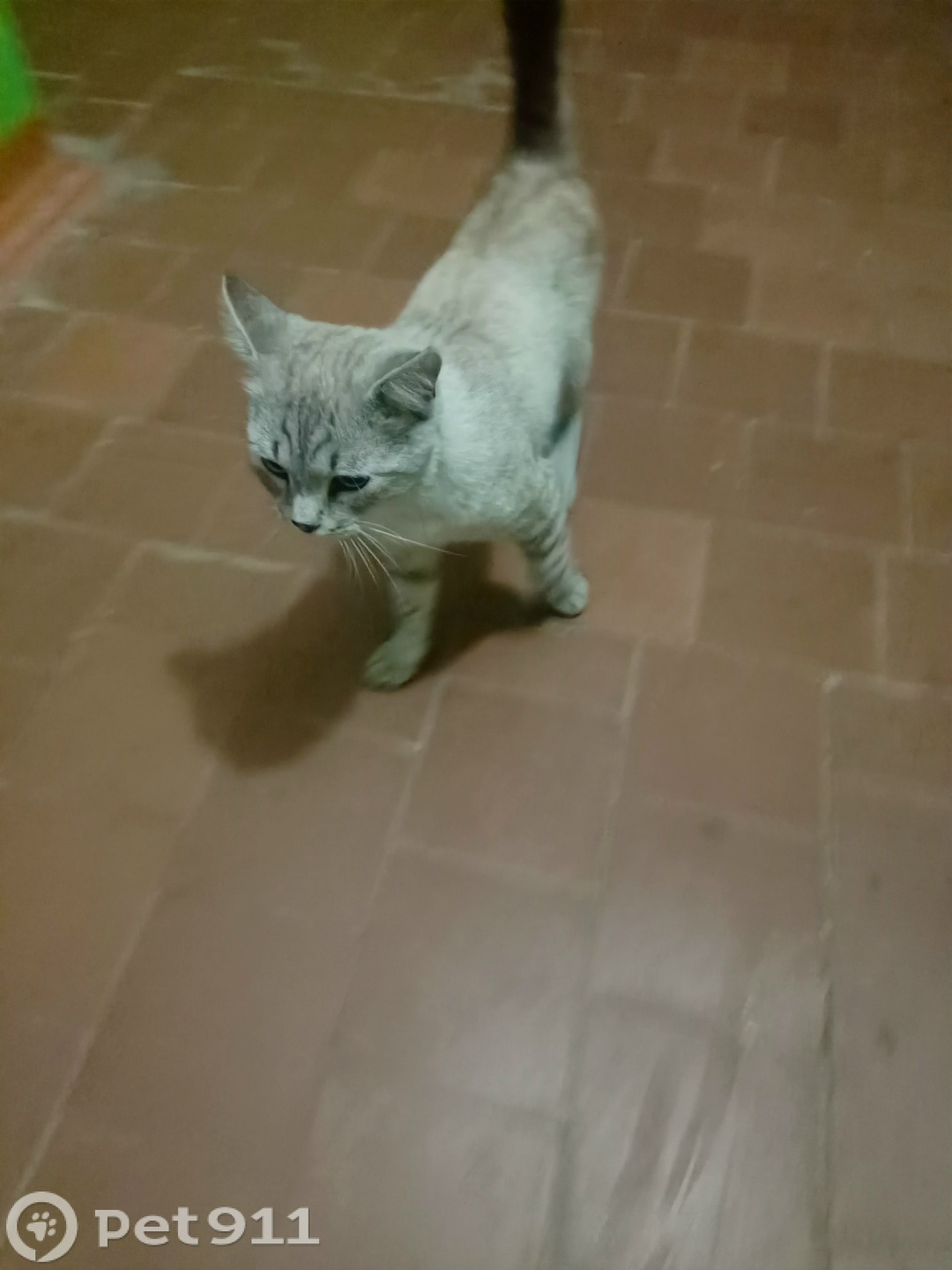 Найдена кошка в Йошкар-Оле — фото объявления