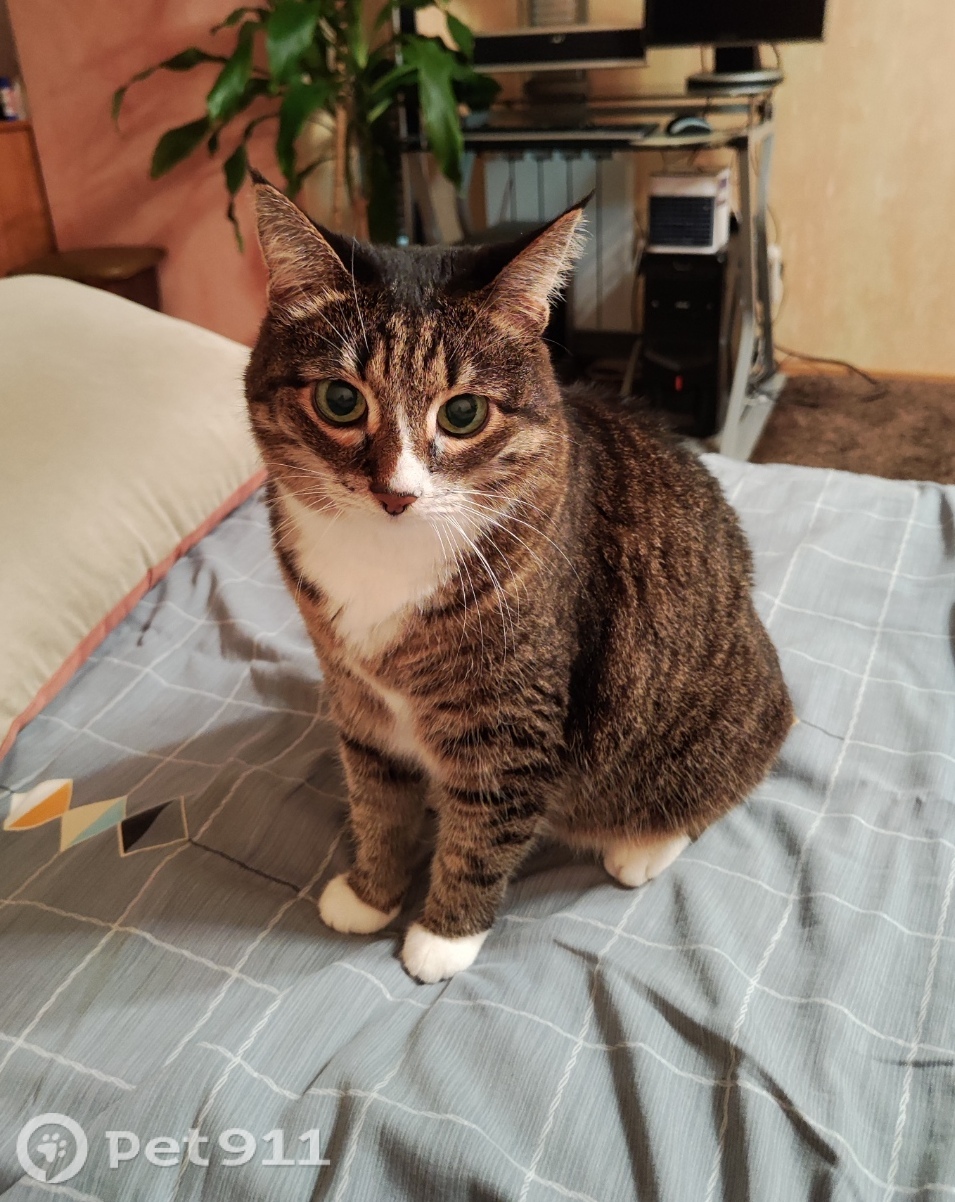 Пропала кошка в Йошкар-Оле — фото объявления