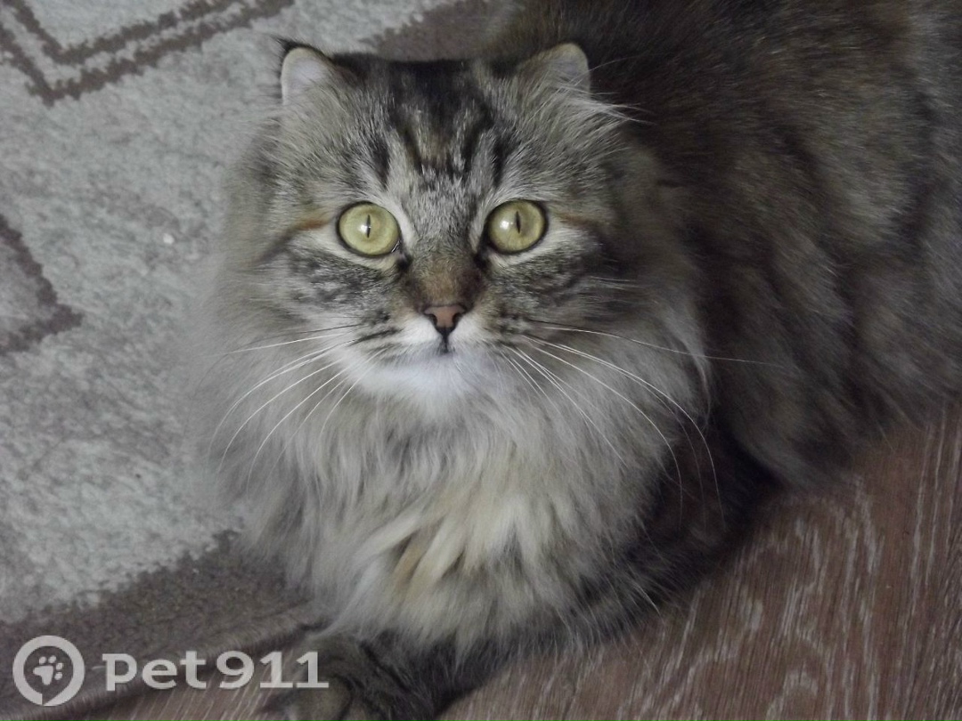 Пропала кошка в Йошкар-Оле — фото объявления