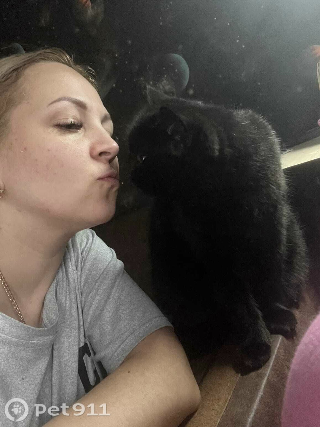 Пропала кошка в Йошкар-Оле — фото объявления