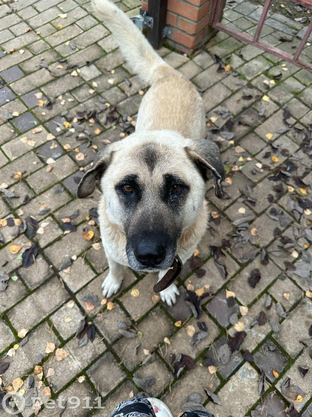 Найдена собака в Йошкар-Оле — фото объявления