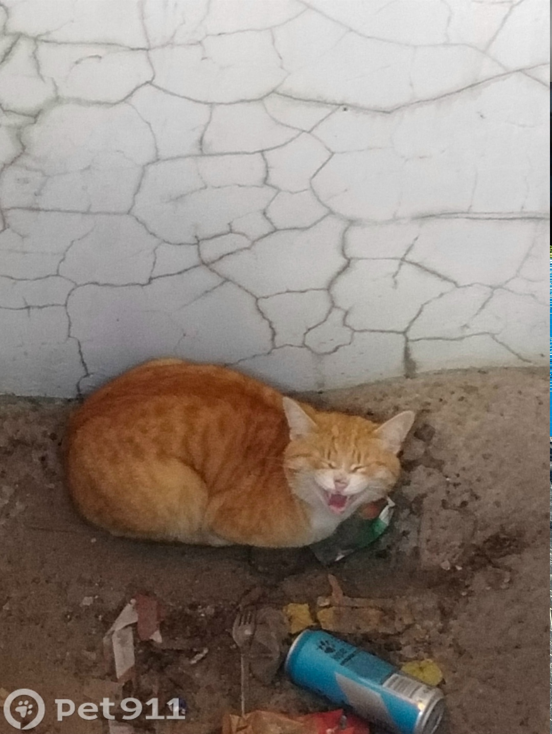 Найдена кошка в Йошкар-Оле — фото объявления