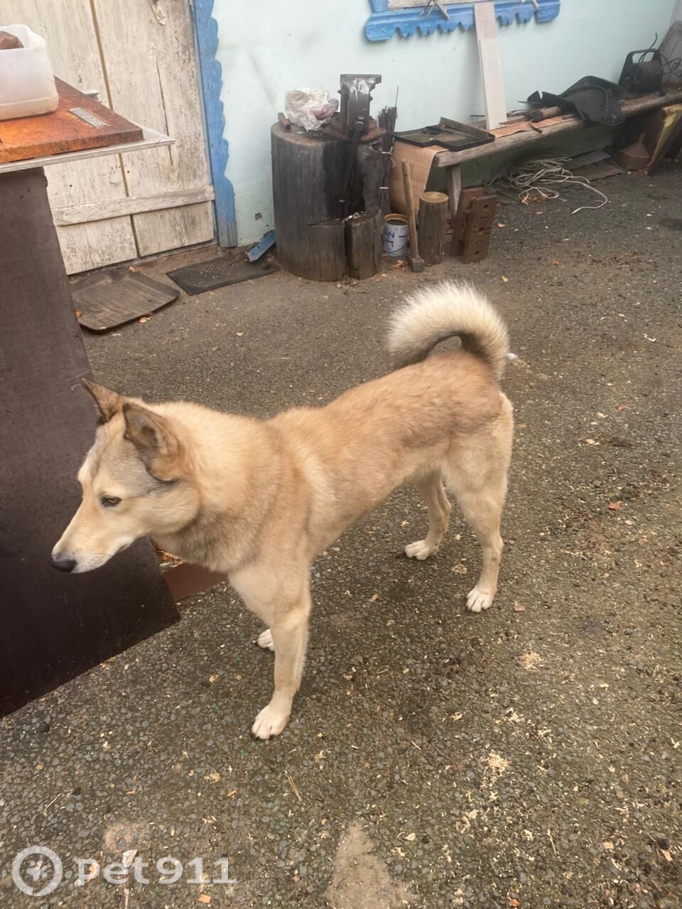 Найдена собака в Йошкар-Оле — фото объявления