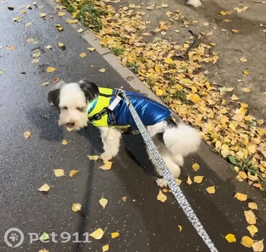 Пропала собака в Йошкар-Оле — фото объявления