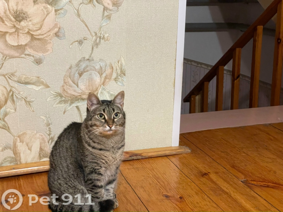 Пропала собака в Йошкар-Оле — фото объявления