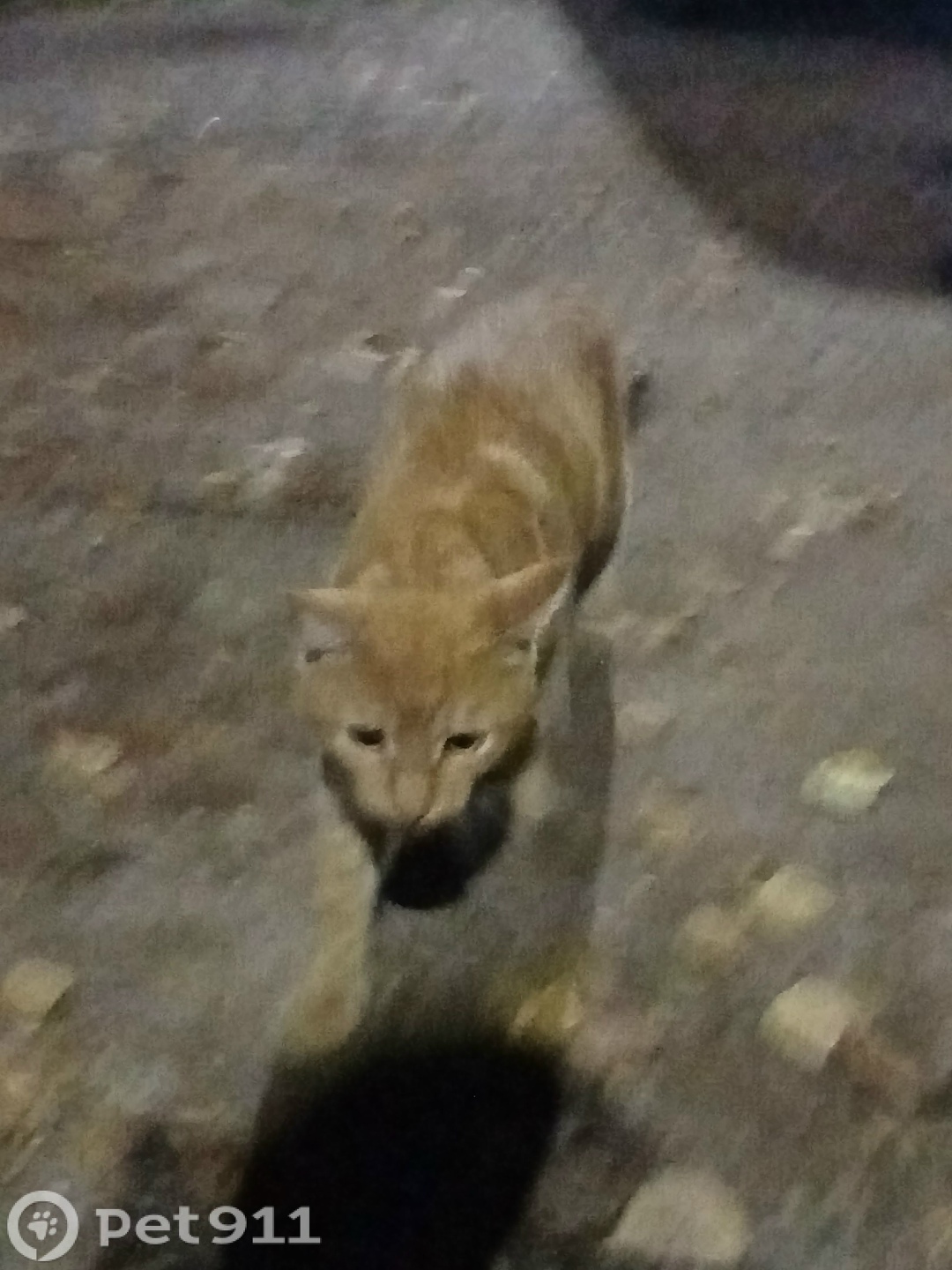 Найдена кошка в Йошкар-Оле — фото объявления