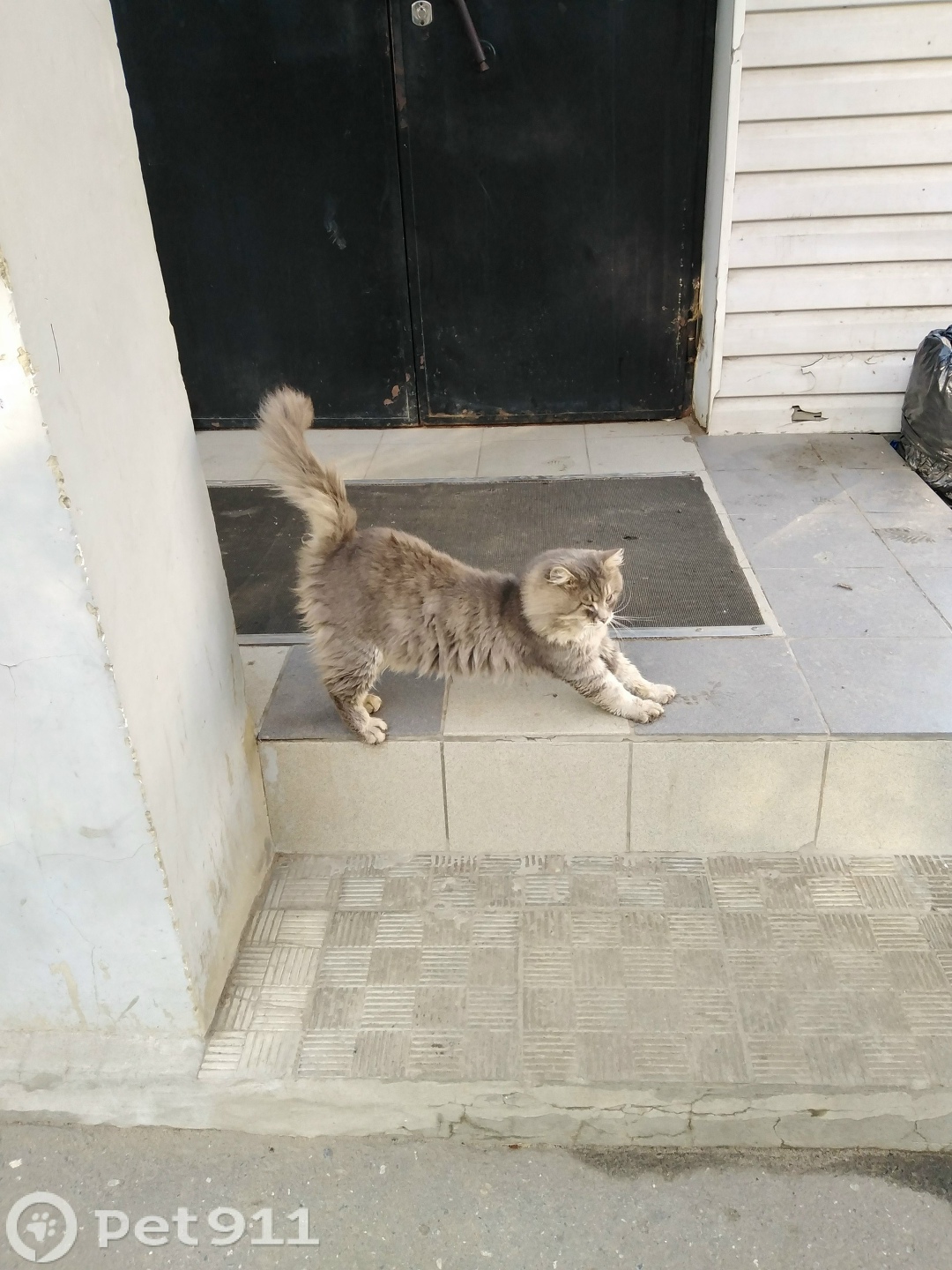 Найдена кошка в Йошкар-Оле — фото объявления