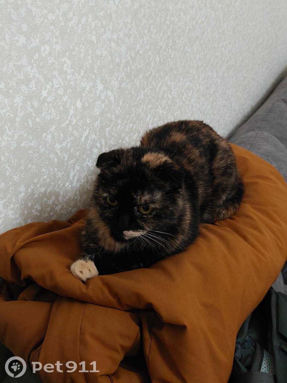 Пропала кошка в Йошкар-Оле — фото объявления