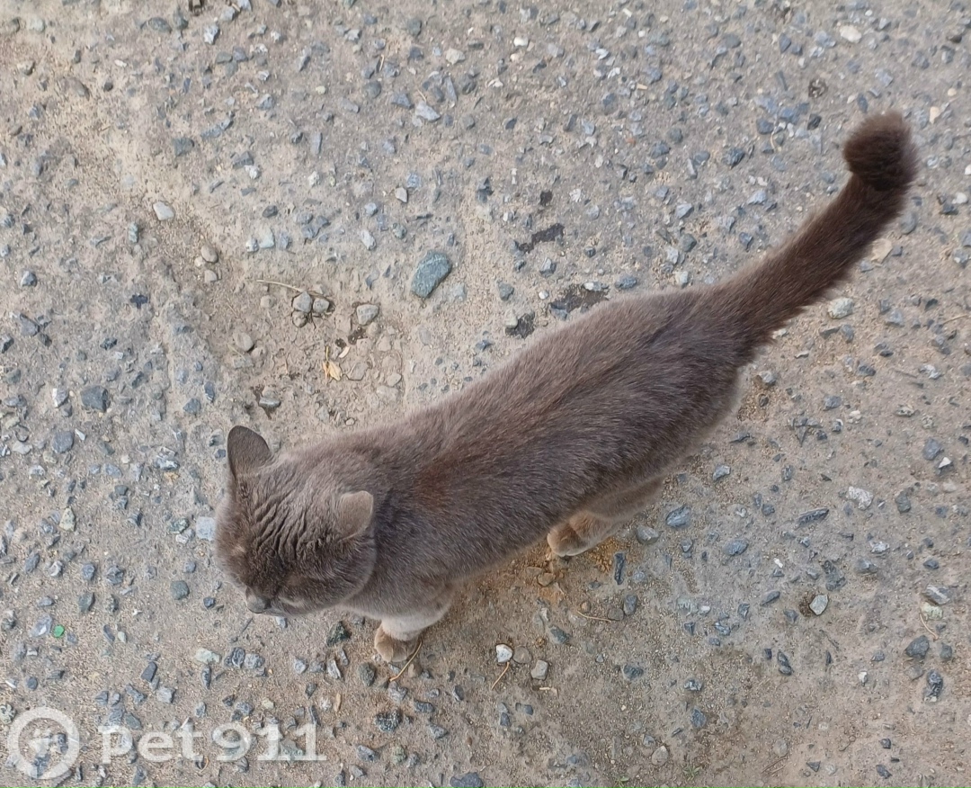 Найдена кошка в Йошкар-Оле — фото объявления