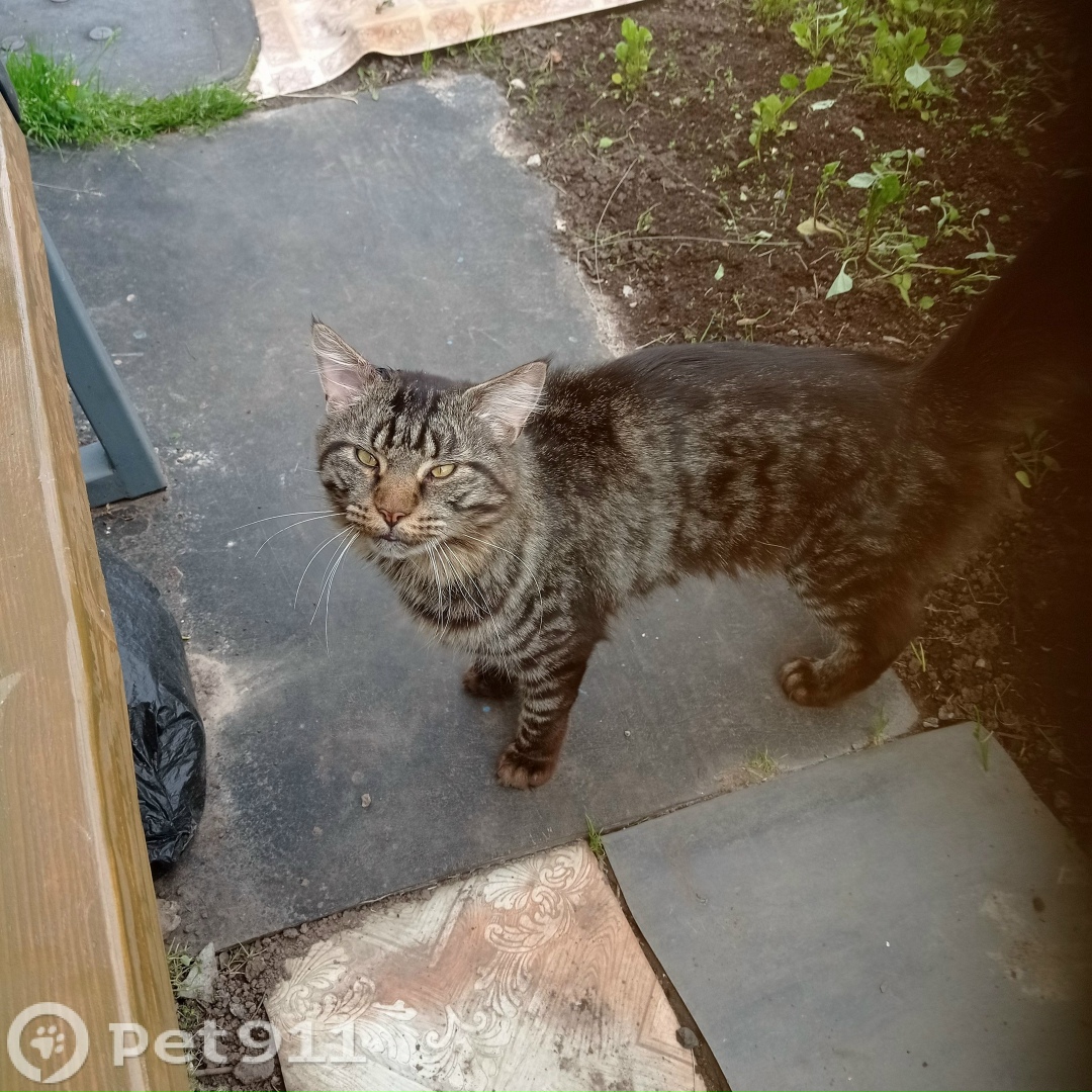 Найдена кошка в Йошкар-Оле — фото объявления