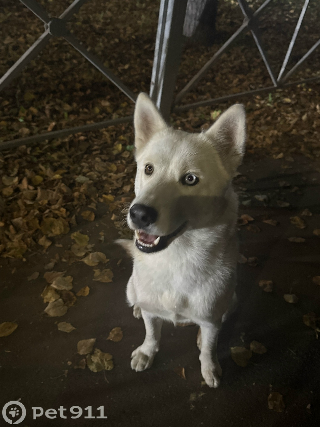 Найдена собака в Йошкар-Оле — фото объявления