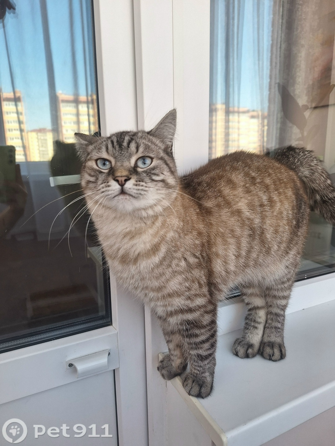 Найдена кошка в Йошкар-Оле — фото объявления