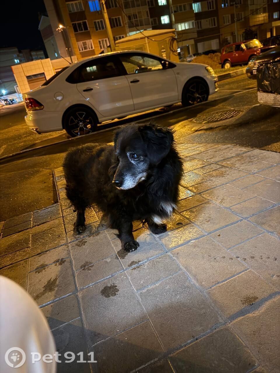 Найдена собака в Йошкар-Оле — фото объявления