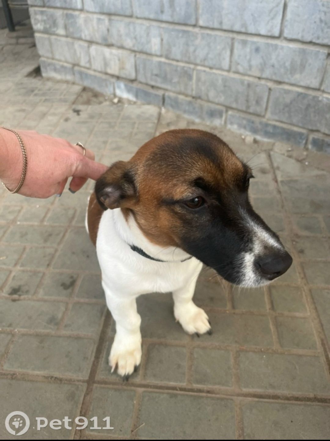 Найдена собака в Йошкар-Оле — фото объявления