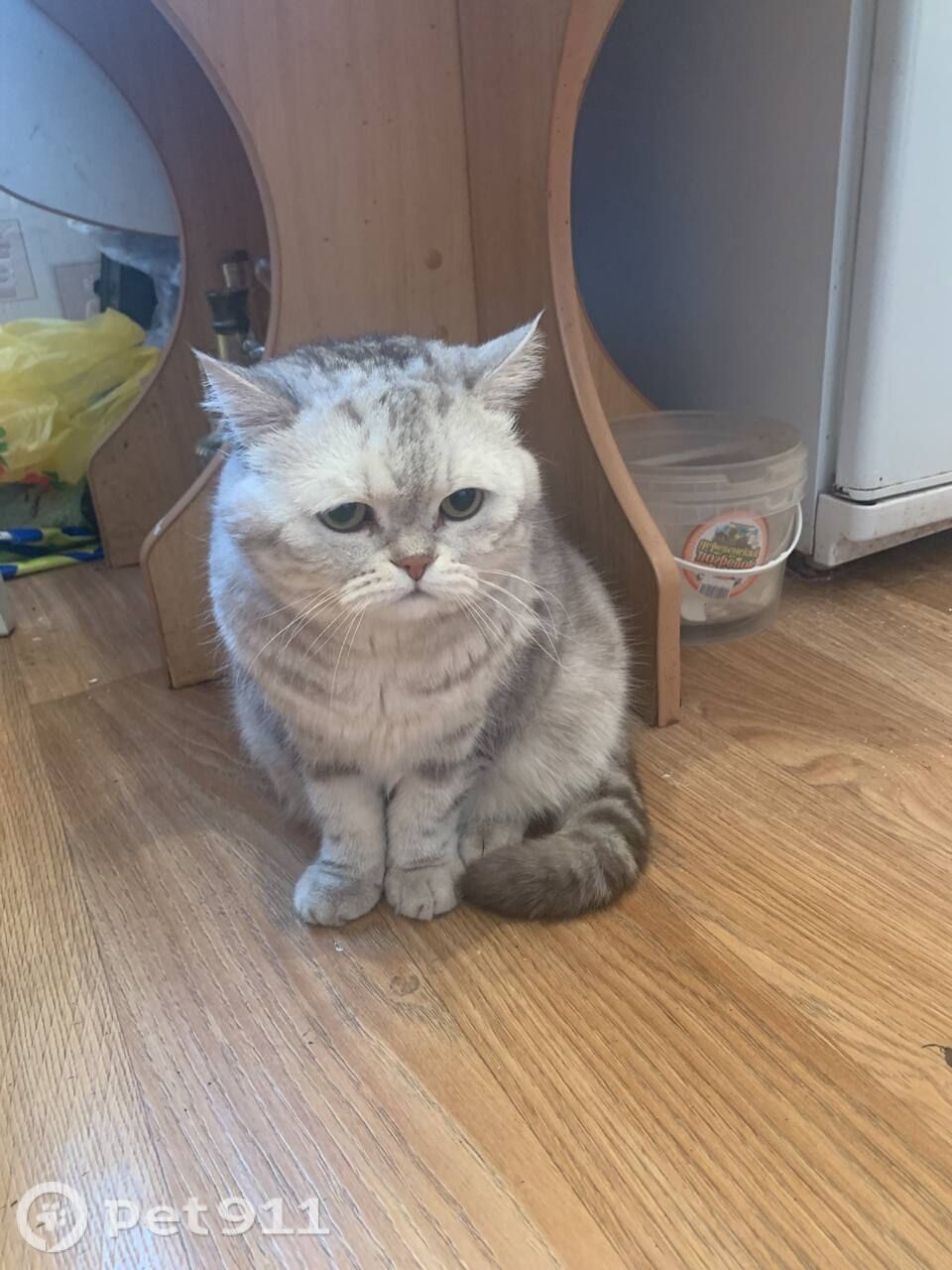 Пропала кошка в Йошкар-Оле — фото объявления