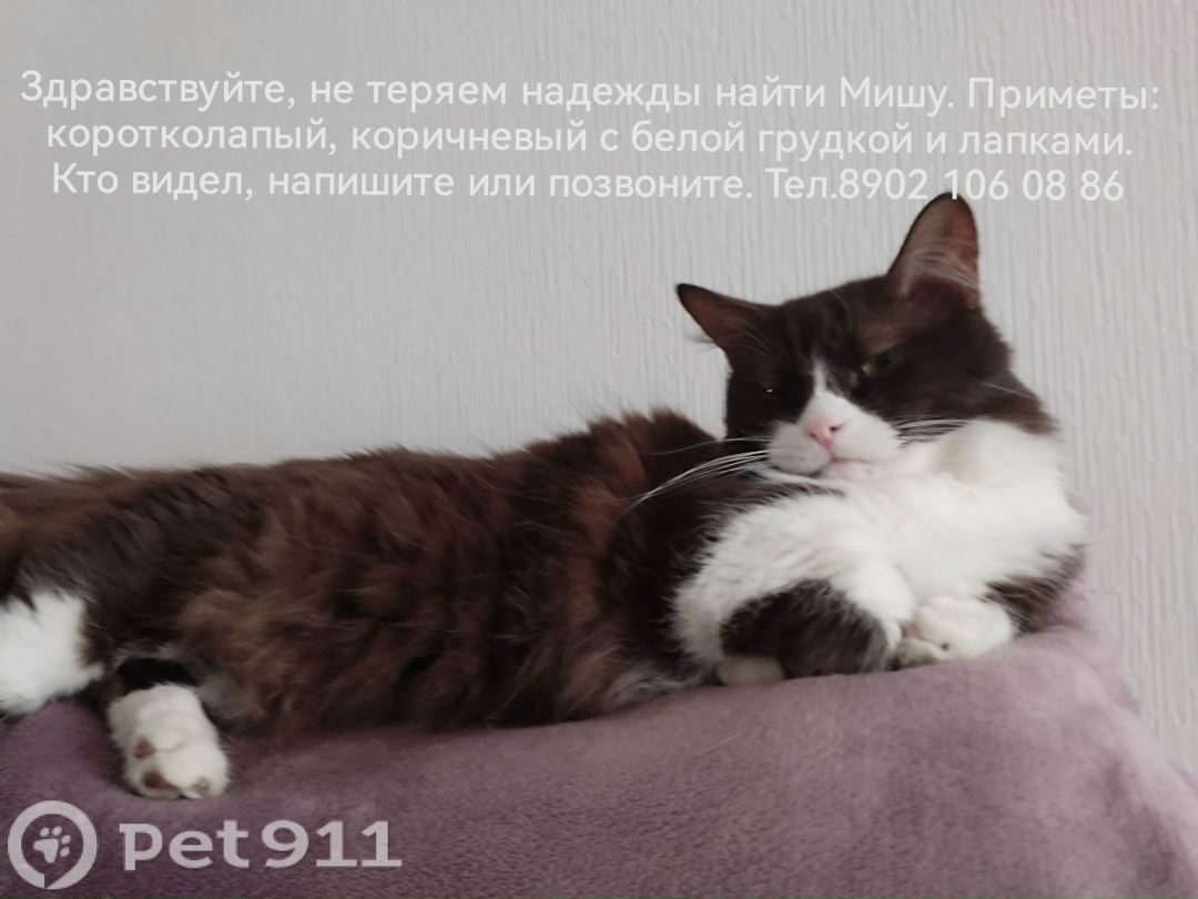 Пропала кошка в Йошкар-Оле — фото объявления