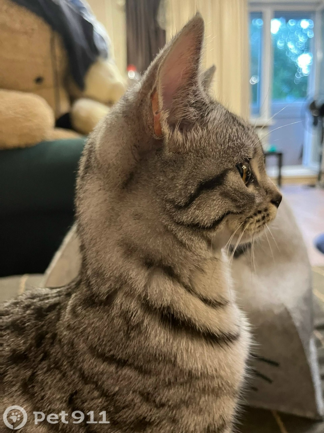 Пропала кошка в Йошкар-Оле — фото объявления