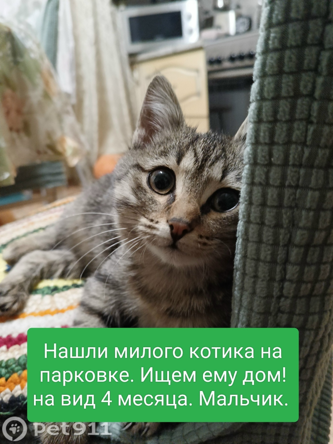 Найдена кошка в Йошкар-Оле — фото объявления