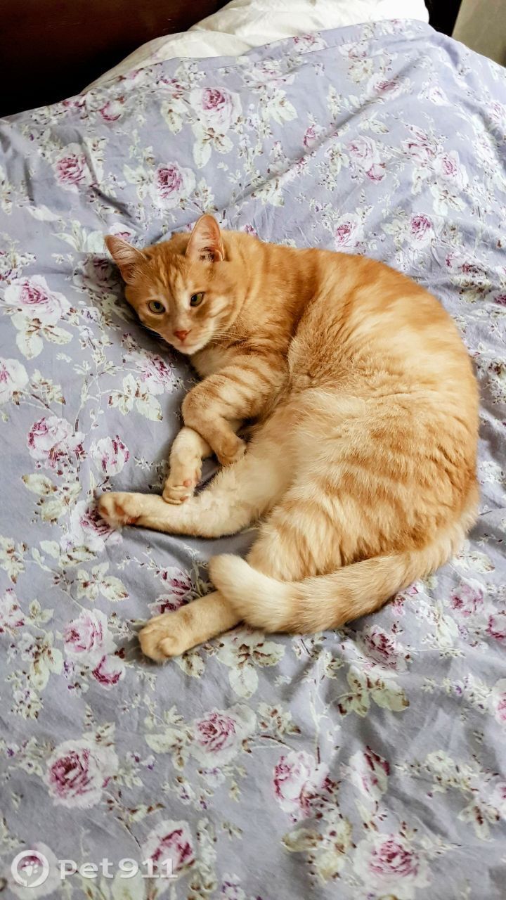 Пропала кошка в Йошкар-Оле — фото объявления