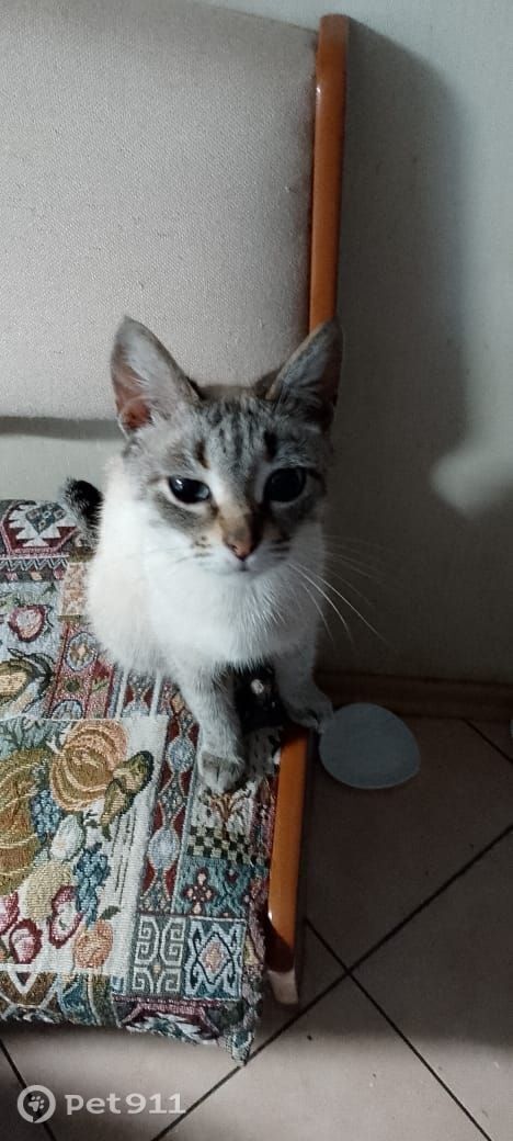 Найдена кошка в Йошкар-Оле — фото объявления