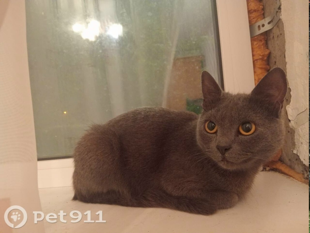 Найдена кошка в Йошкар-Оле — фото объявления