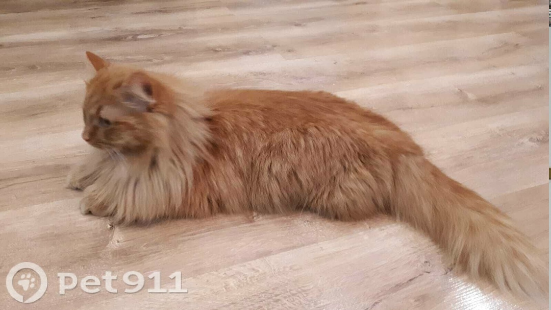 Пропала кошка в Йошкар-Оле — фото объявления