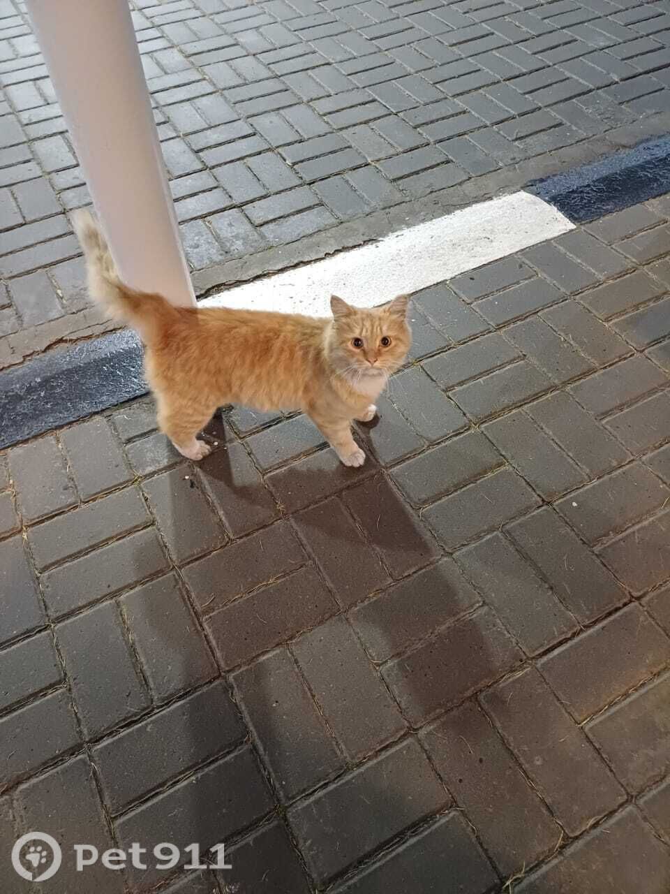 Найдена кошка в Йошкар-Оле — фото объявления