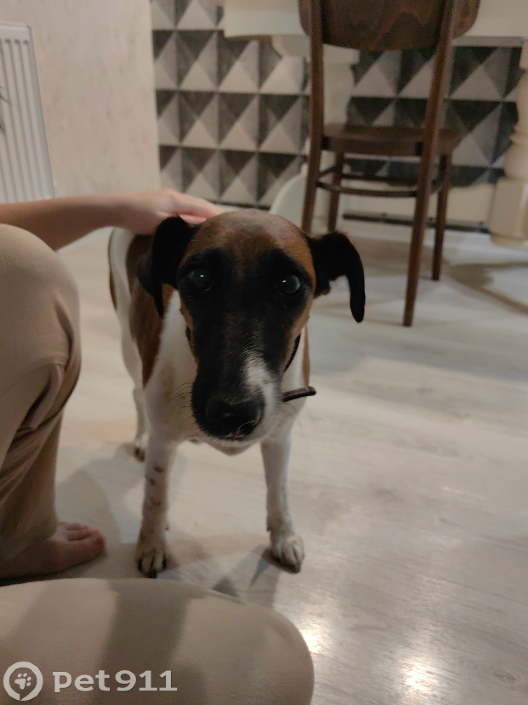 Найдена собака в Йошкар-Оле — фото объявления