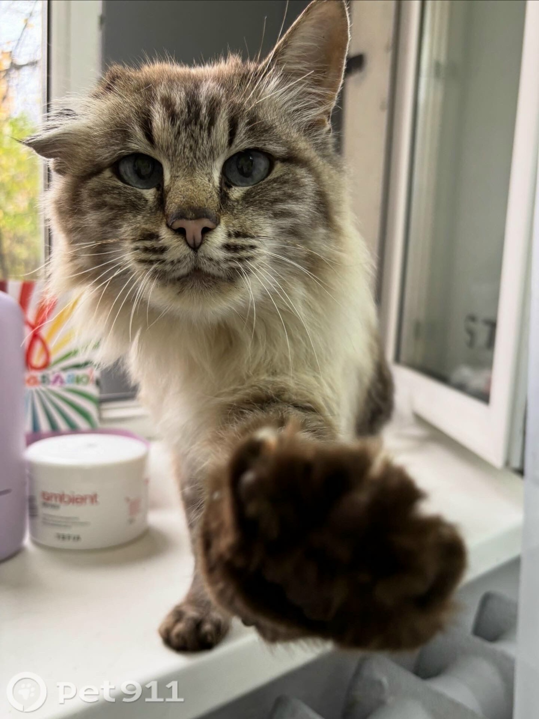 Найдена кошка в Йошкар-Оле — фото объявления