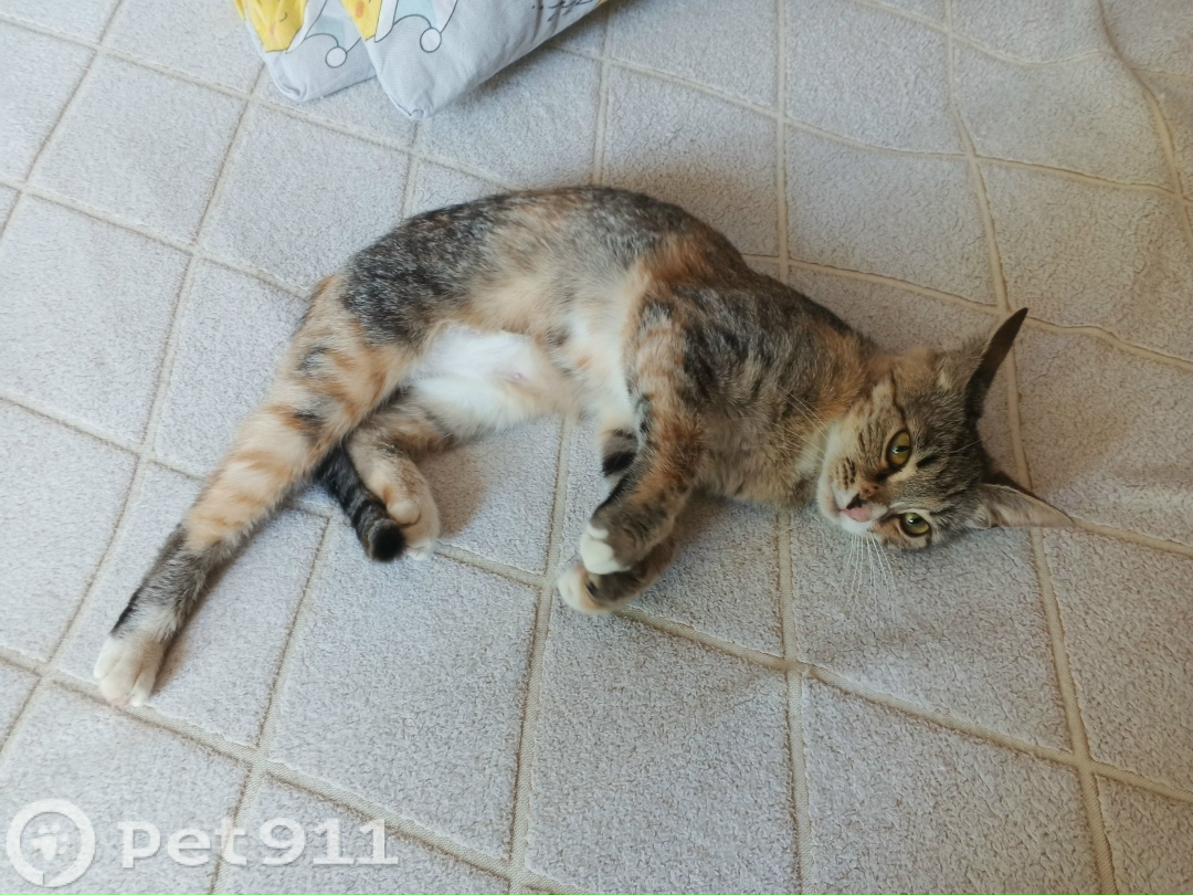 Найдена кошка в Йошкар-Оле — фото объявления