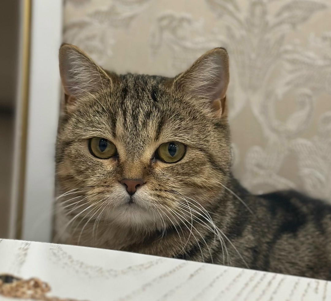 Пропала кошка в Стерлитамаке — фото объявления