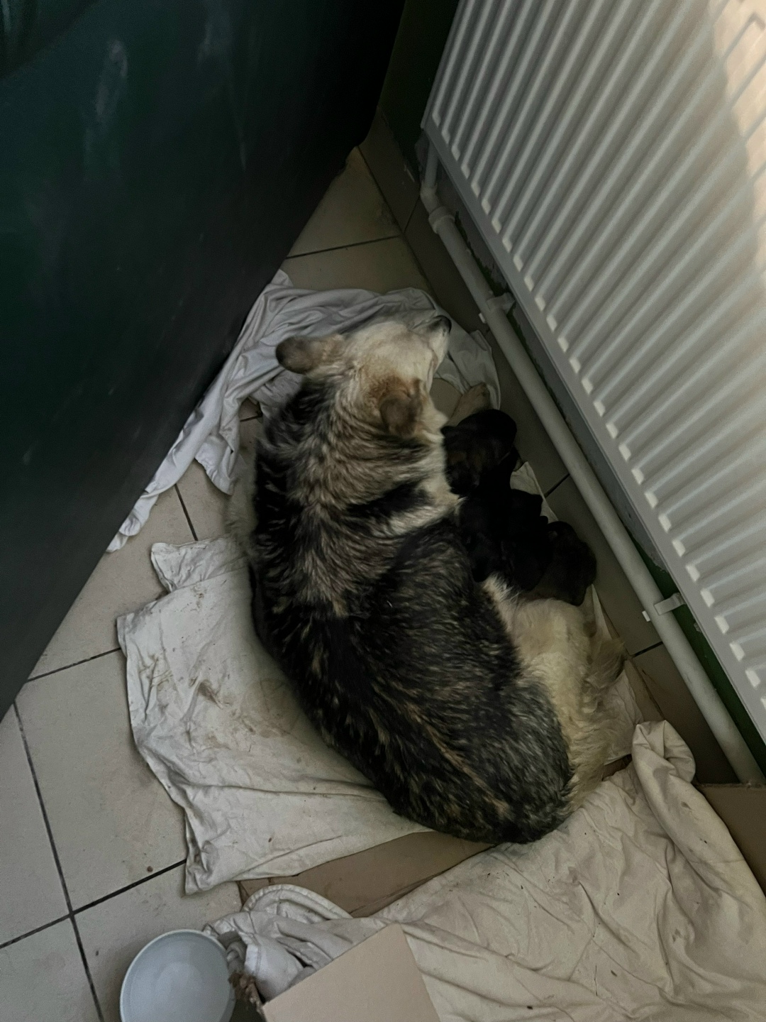 Найдена собака в Стерлитамаке — фото объявления