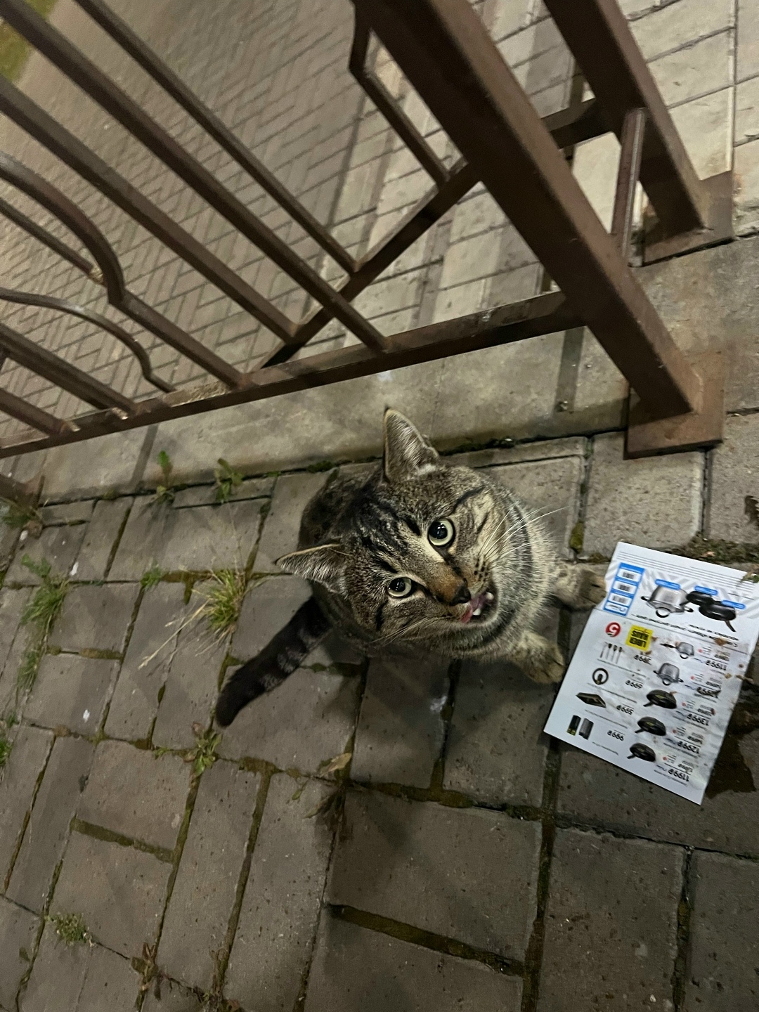 Пропала кошка в Стерлитамаке — фото объявления