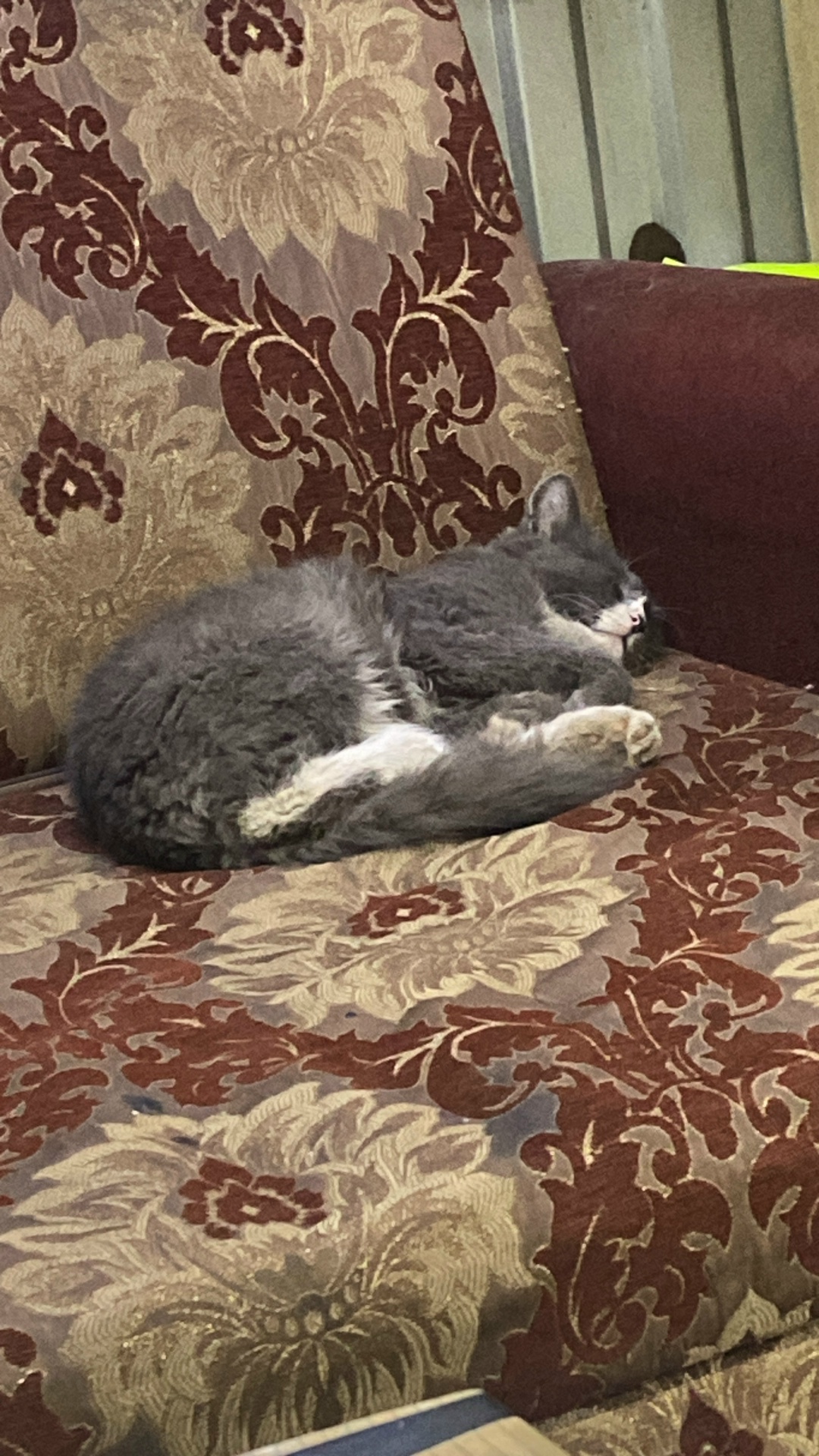 Пропала кошка в Стерлитамаке — фото объявления