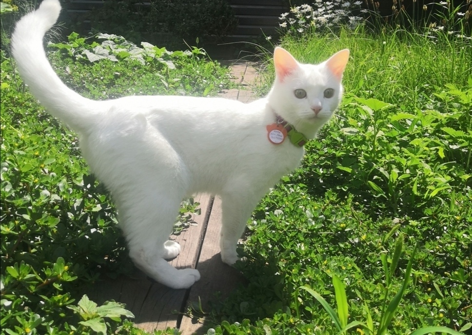 Пропала кошка в Стерлитамаке — фото объявления